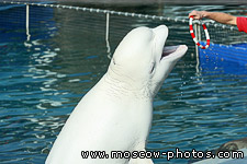 Belukha whale (Delphinapterus leucas)