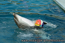 Dolphin