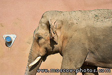 Elephant