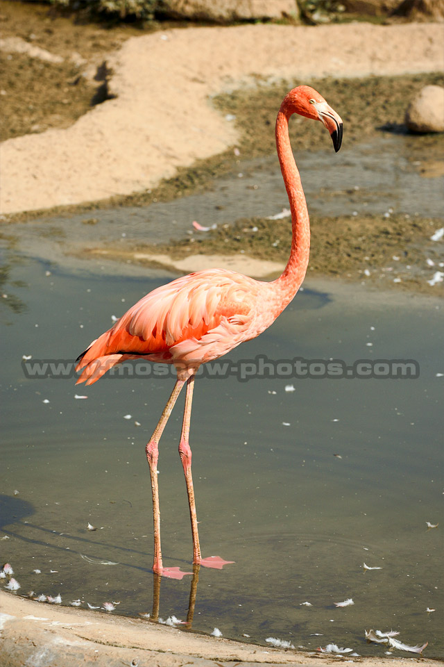 Moscow Zoo Flamingo