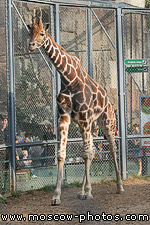 Giraffe