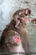 Monkeys