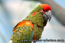 Parrot