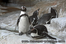 Penguins