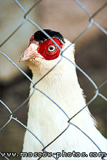 White Eared Pheasant, Crossoptilon crossoptilon