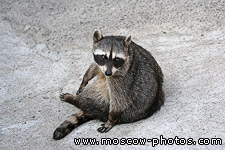Raccoon