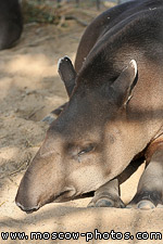 Tapir