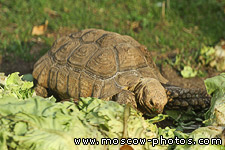 Turtle