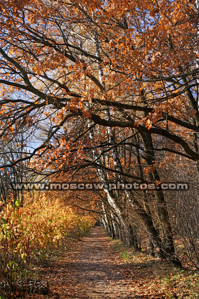 Bitsevsky park