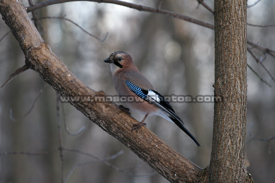 Jay (Garrulus glandarius)