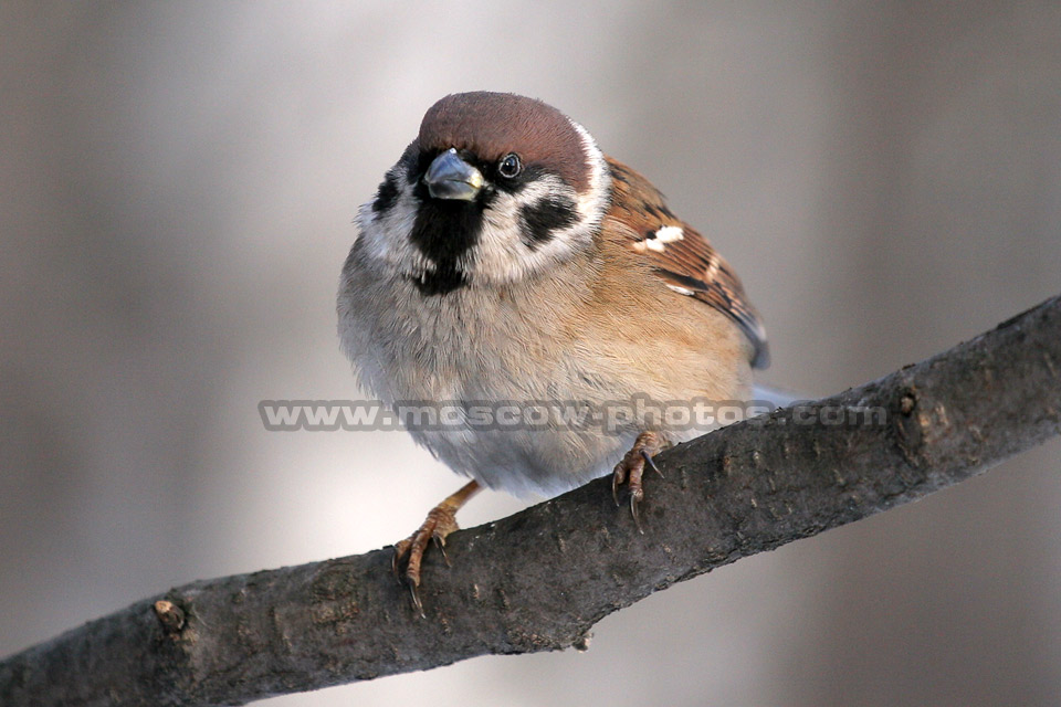 Sparrow